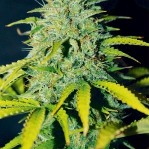 Ice Cream Cake Feminized Seeds  - Bulk 100