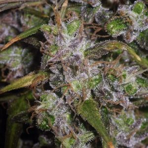 Garlic Breath Auto Feminized Seeds  - Bulk 100