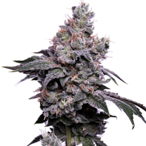 GoldenHaze Feminised Seeds