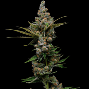 Guava Slushy Feminised Seeds