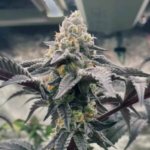 Hasbulla Feminised Seeds