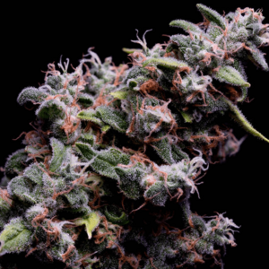 Hazy Kush S1 Feminised Seeds
