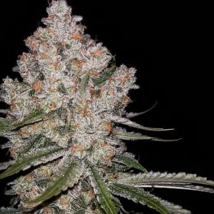 Hazy Voyage Feminised Seeds