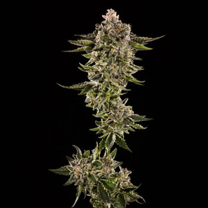 Honey Bird Feminised Seeds