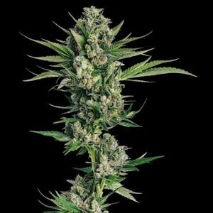 Honeycomb Chem Feminised Seeds