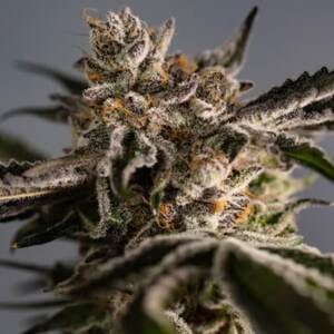 Ice Cold Feminised Seeds