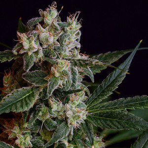 Laotian OG Regular Seeds
