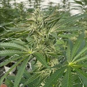 Latte Lato Feminised Seeds