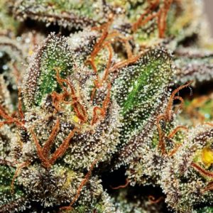 OG Kush FAST Feminized Seeds  - Bulk 100