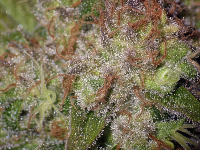 Macro auto 3.jpg