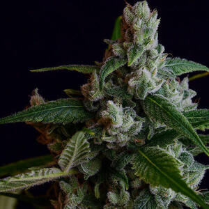 OGLA8 Bx Regular Seeds