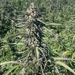 Pillsbury Droboy Feminised Seeds