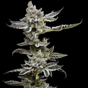 Platinum Affie 8 Regular Seeds