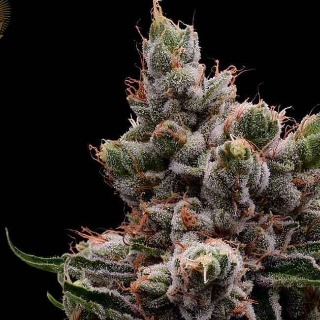 Skywalker 78.jpg