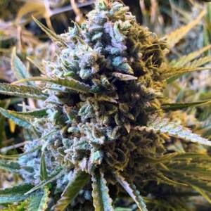 Sour Krout AUTO Feminised Seeds