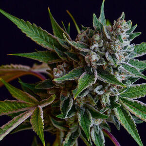 Sour Affie Regular Seeds