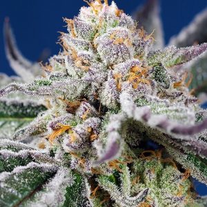 Orange Apricot Glue XL Auto Feminised Seeds