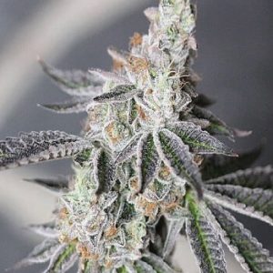Animal Mints Auto Feminized Seeds  - Bulk 100