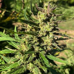 Lucky Lucy CBD Feminised Seeds