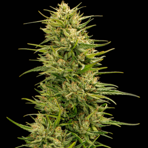 The Don CBD Feminised Seeds