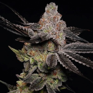 Wonka's Vineyard Feminised Seeds