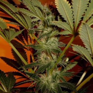 Zookies Feminised Seeds  - Bulk 100