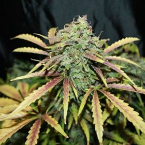 Amnesia Regular Seeds  - Bulk 100