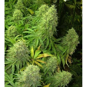 Big Bud Feminized Seeds  - Bulk 100