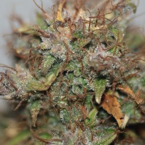 Blue Dream Auto Feminized Seeds  - Bulk 100