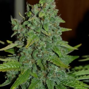 Blue Cheese Auto Feminized Seeds  - Bulk 100