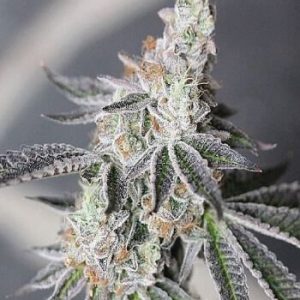 Animal Mints Feminized Seeds  - Bulk 100