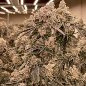 Apple Fritter Feminized Seeds  - Bulk 100