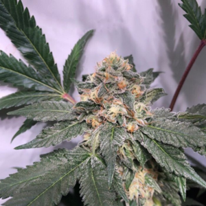 Biscotti Feminized Seeds  - Bulk 100