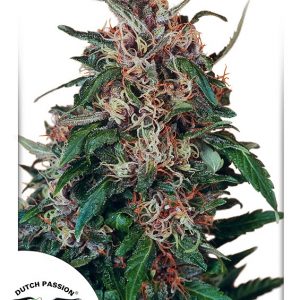 Holland's Hope Feminised Seeds