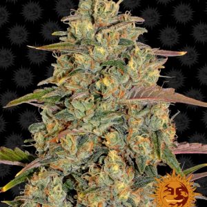 Amnesia Lemon Feminised Seeds