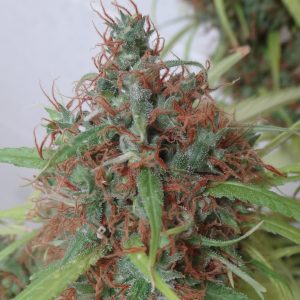 Glueberry O.G. Feminised Seeds