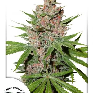 Passion Fruit Feminised Seeds