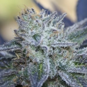 Washing Machine Feminised Seeds