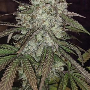 Sleestack x Skunk Regular Seeds